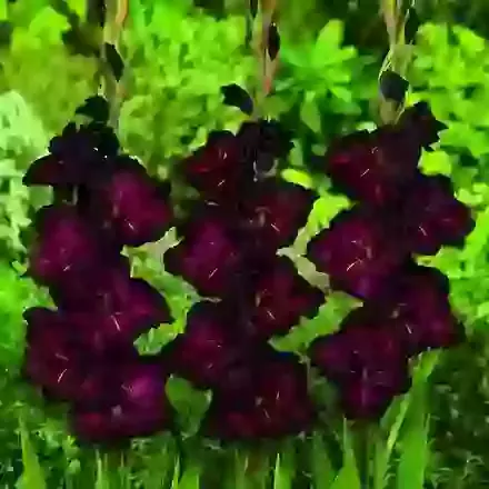 Large Flowered